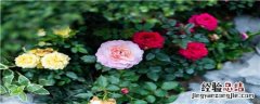 月季花适合种在什么土壤里 月季花适合什么土壤生长