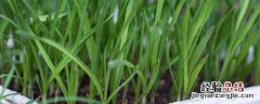 种植韭菜 如何种植韭菜