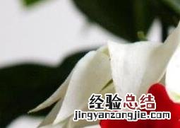 龙吐珠花怎么养殖视频 龙吐珠花怎么养殖