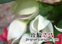 龙吐珠花怎么养殖视频 龙吐珠花怎么养殖