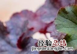 矾根怎么养殖方法 矾根怎么养殖