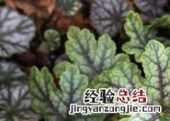 矾根怎么养殖方法 矾根怎么养殖