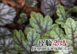 矾根怎么养殖方法 矾根怎么养殖