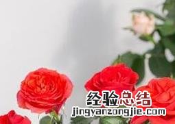 盆栽玫瑰花如何养殖和管理 盆栽玫瑰花如何养殖