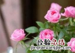 盆栽玫瑰花如何养殖和管理 盆栽玫瑰花如何养殖