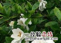 日本栀子花如何养殖 日本栀子花如何养殖方法