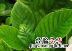 日本栀子花如何养殖 日本栀子花如何养殖方法
