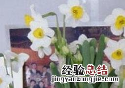水仙花如何养殖 水仙花怎么养殖