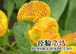 元宝花怎么养殖 元宝花如何养殖