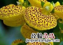 元宝花怎么养殖 元宝花如何养殖