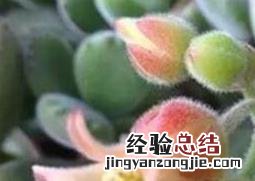 熊掌花怎么养殖方法 熊掌花怎么养