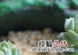 熊掌花怎么养殖方法 熊掌花怎么养