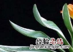 君子兰不开花怎么办 君子兰不开花怎么办才能让它开花