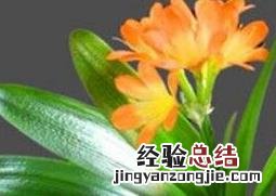 君子兰不开花怎么办 君子兰不开花怎么办才能让它开花