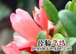 四季茶花养殖方法和注意事项 四季茶花养殖方法和注意事项挂花怎么繁殖