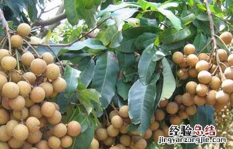 孕妇可以吃龙眼吗 孕妇可以吃龙眼吗?就是桂圆?