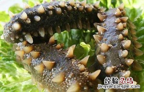 孕妇能吃海参吗中期 孕妇能吃海参吗