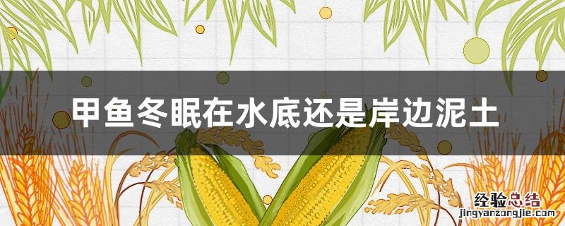 甲鱼冬眠在水底还是岸边泥土 甲鱼冬眠在水里还是岸边