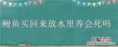 鳗鱼买回来放水里养会死吗 鳗鱼不放水可以活多久