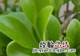 秋季米兰花的养殖方法和注意事项 米兰花的养殖方法和注意事项