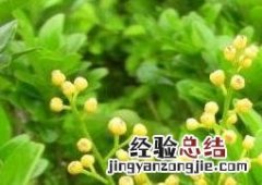 秋季米兰花的养殖方法和注意事项 米兰花的养殖方法和注意事项