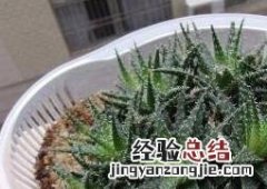 雪花芦荟的养殖方法和注意事项有哪些 雪花芦荟的养殖方法和注意事项