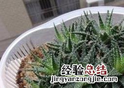 雪花芦荟的养殖方法和注意事项有哪些 雪花芦荟的养殖方法和注意事项