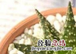 雪花芦荟的养殖方法和注意事项有哪些 雪花芦荟的养殖方法和注意事项