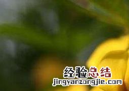 金雀花的养殖方法和注意事项 金雀花的养殖方法和注意事项视频