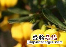 金雀花的养殖方法和注意事项 金雀花的养殖方法和注意事项视频
