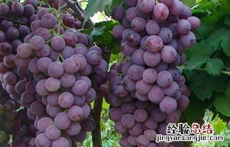 孕妇能吃葡萄吗 孕妇能吃葡萄吗早期