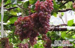 孕妇能吃葡萄吗 孕妇能吃葡萄吗早期
