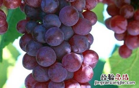 孕妇能吃葡萄吗 孕妇能吃葡萄吗早期