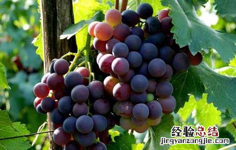 孕妇能吃葡萄吗 孕妇能吃葡萄吗早期
