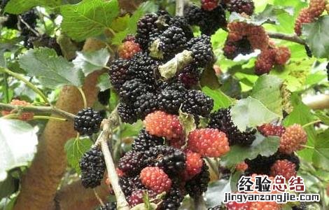 孕妇可以吃桑葚吗 孕妇可以吃桑葚吗?孕中期