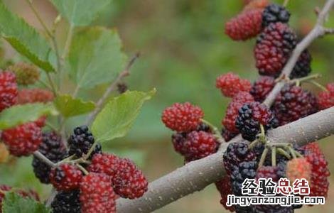 孕妇可以吃桑葚吗 孕妇可以吃桑葚吗?孕中期