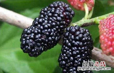 孕妇可以吃桑葚吗 孕妇可以吃桑葚吗?孕中期
