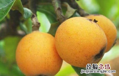 孕妇可以吃枇杷吗 孕妇可以吃枇杷吗早期