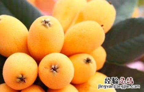 孕妇可以吃枇杷吗 孕妇可以吃枇杷吗早期