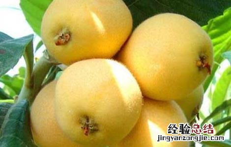 孕妇可以吃枇杷吗 孕妇可以吃枇杷吗早期