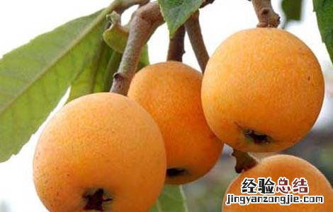 孕妇可以吃枇杷吗 孕妇可以吃枇杷吗早期