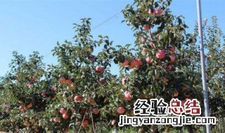 苹果树拉枝绑绳方式 苹果树拉枝技术要点