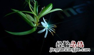 百万心吊兰怎么养 百万心吊兰怎么养护