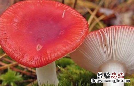 孕妇可以吃红菇吗中期 孕妇可以吃红菇吗