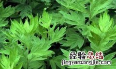 艾草能吃吗怎么吃法 艾草可以食用方法