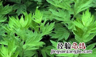 艾草能吃吗怎么吃法 艾草可以食用方法