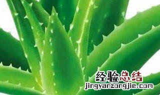 三个月墙体还有味道怎么办 摆放植物去除新墙体味道