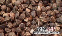 辣木籽的功效与作用及食用方法是什么 辣木籽怎么吃