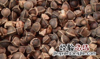 辣木籽的功效与作用及食用方法是什么 辣木籽怎么吃