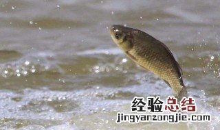 鲫鱼都浮在水面上怎么钓鱼啊 怎样钓浮在水面上的鲫鱼